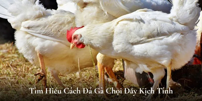 đá gà chọi gk88