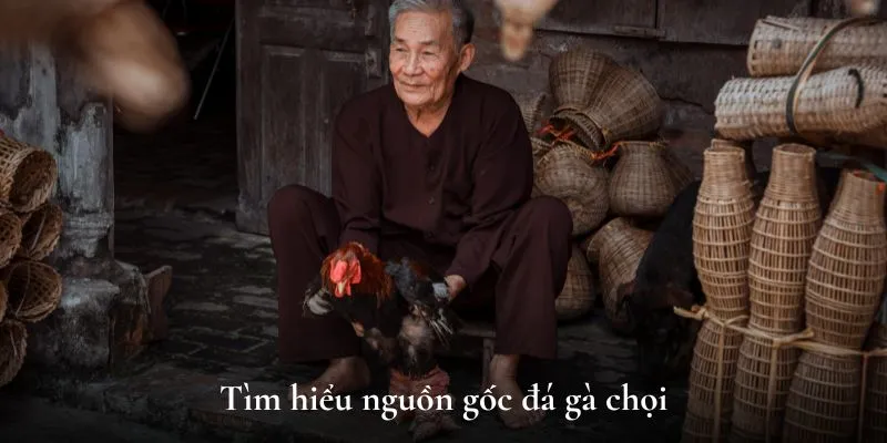 Tìm hiểu nguồn gốc đá gà chọi